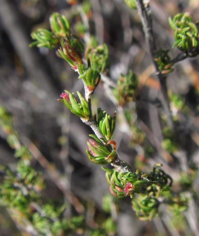 Cliffortia cruciata, photographed by douglaseustonbrown