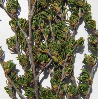 Cliffortia cruciata, photographed by douglaseustonbrown