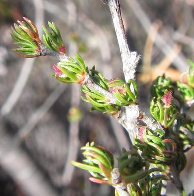 Cliffortia cruciata, photographed by douglaseustonbrown