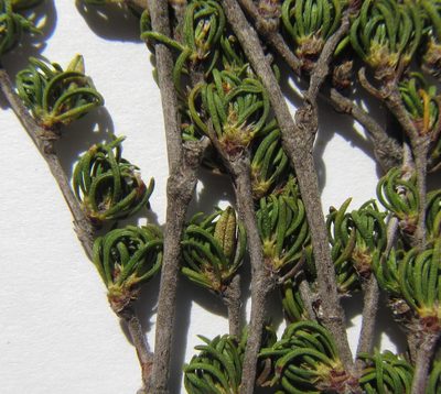Cliffortia cruciata, photographed by douglaseustonbrown
