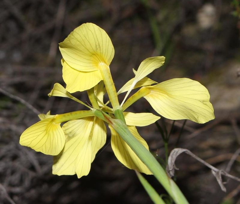 Moraea thomasiae, photographed by Brian du Preez