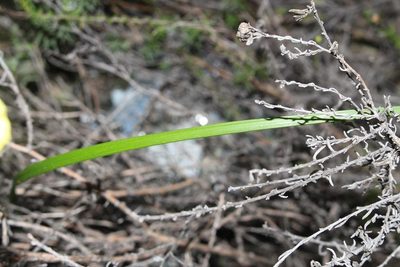 Moraea thomasiae, photographed by Brian du Preez