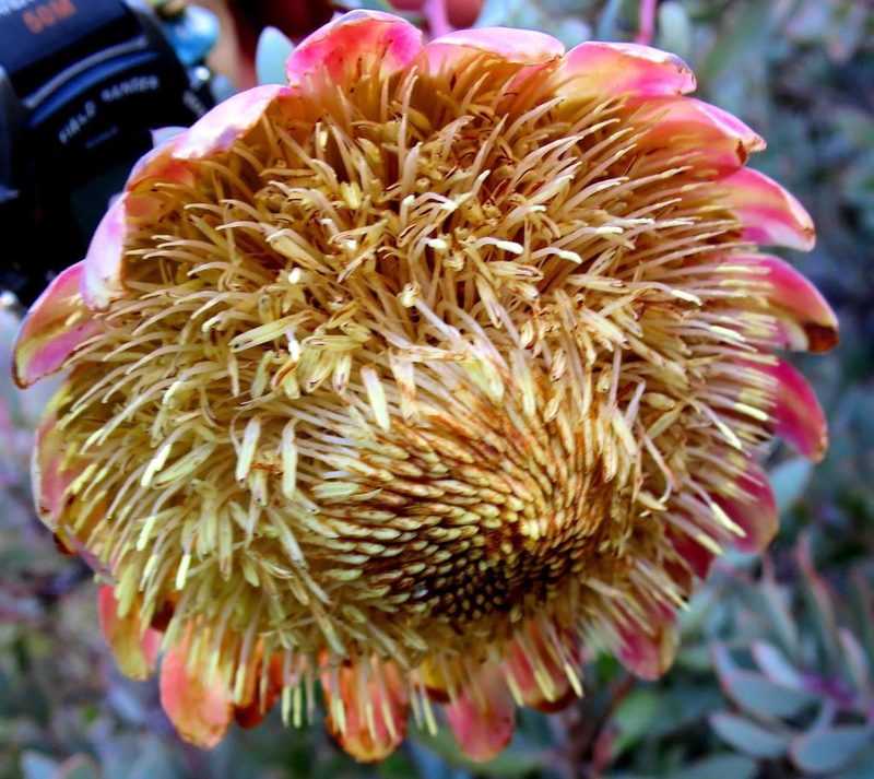 Protea sulphurea, photographed by Di Turner