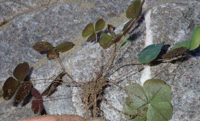 Oxalis orbicularis, photographed by Nicola van Berkel