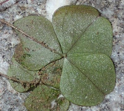 Oxalis orbicularis, photographed by Nicola van Berkel