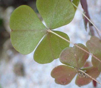Oxalis orbicularis, photographed by Nicola van Berkel