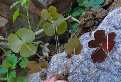 Oxalis orbicularis, photographed by Nicola van Berkel