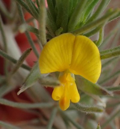 Aspalathus bowieana, photographed by Nicola van Berkel