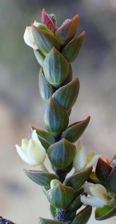 Lachnaea ruscifolia, photographed by Nicola van Berkel