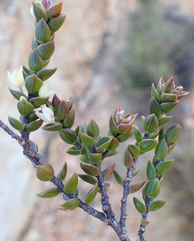 Lachnaea ruscifolia, photographed by Nicola van Berkel