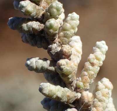 Caroxylon tuberculatum, photographed by Nicola van Berkel