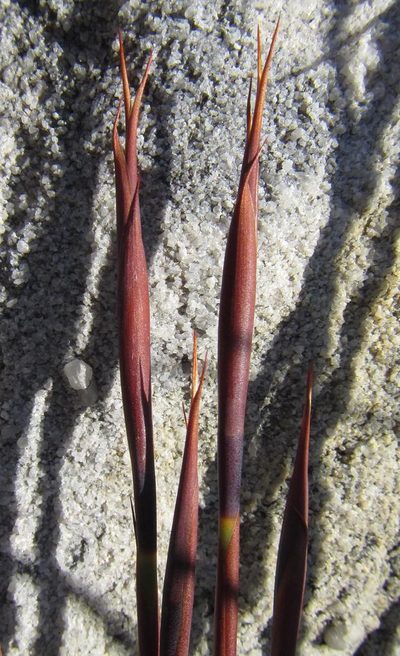Cannomois nitida, photographed by douglaseustonbrown