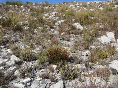 Cannomois nitida, photographed by douglaseustonbrown