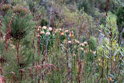 Leucospermum glabrum, photographed by Di Turner