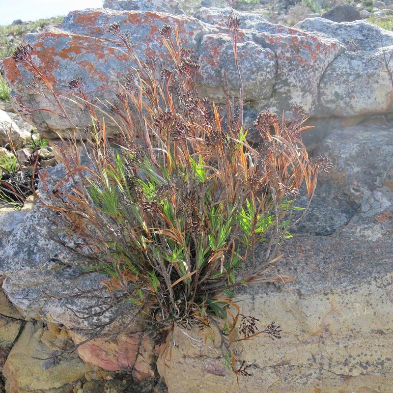 Nivenia stenosiphon, photographed by Di Turner