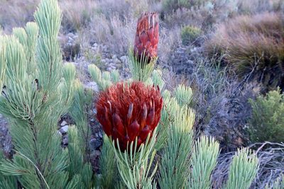 Protea aristata, photographed by Di Turner