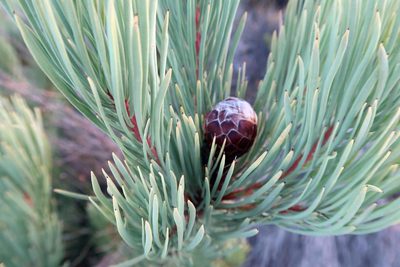 Protea aristata, photographed by Di Turner