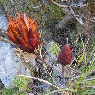 Protea aristata, photographed by Di Turner