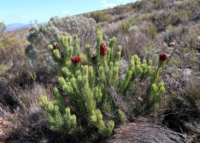 Protea aristata, photographed by Di Turner
