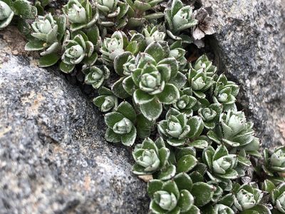 Anaphalioides alpina, photographed by metanature