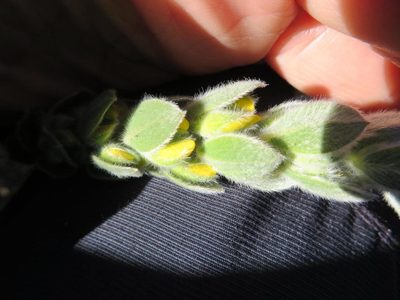 Xiphotheca tecta, photographed by linkie