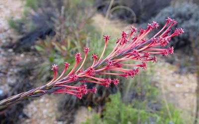 Struthiola macowanii, photographed by Di Turner
