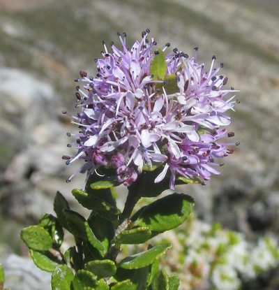 Agathosma venusta, photographed by douglaseustonbrown