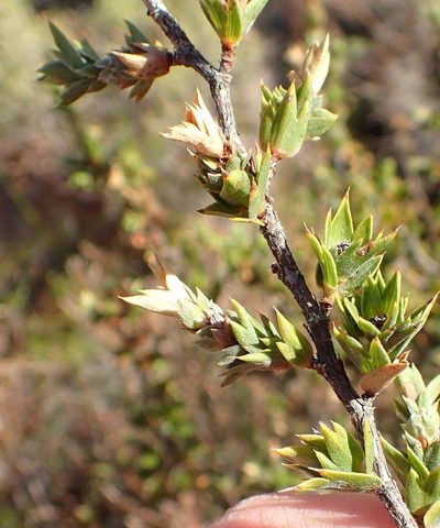 Cliffortia verrucosa, photographed by Nicola van Berkel