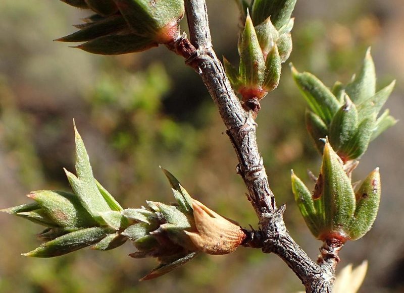 Cliffortia verrucosa, photographed by Nicola van Berkel