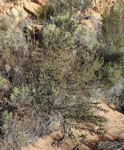 Cliffortia verrucosa, photographed by Nicola van Berkel