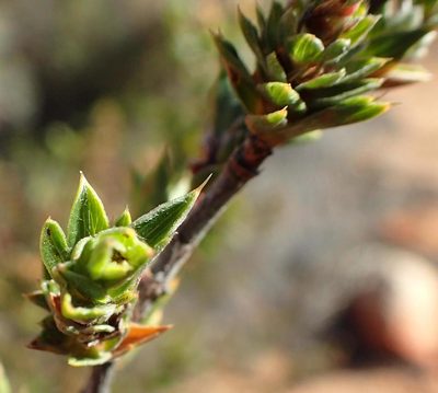 Cliffortia verrucosa, photographed by Nicola van Berkel