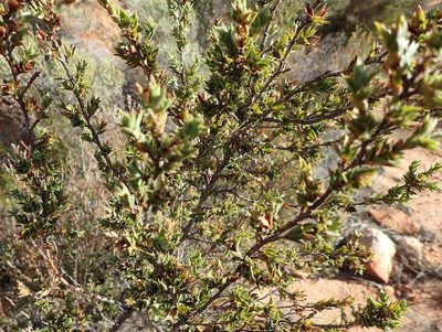 Cliffortia verrucosa, photographed by Nicola van Berkel