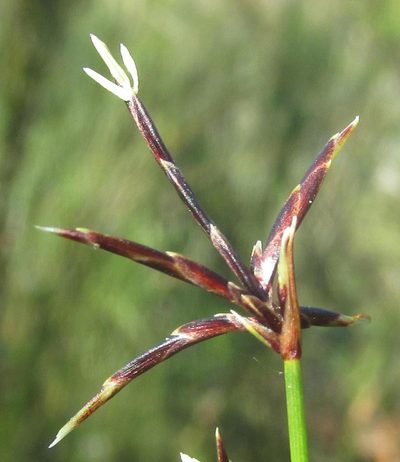 Ficinia distans, photographed by douglaseustonbrown