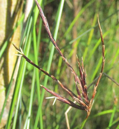 Ficinia distans, photographed by douglaseustonbrown