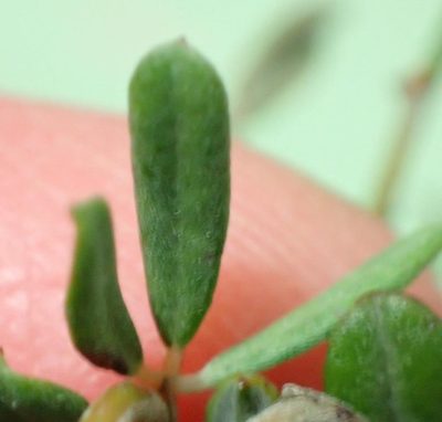 Indigofera sclerophylla, photographed by Nicola van Berkel