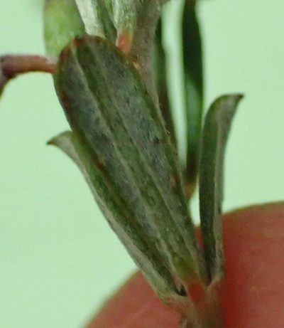 Indigofera sclerophylla, photographed by Nicola van Berkel