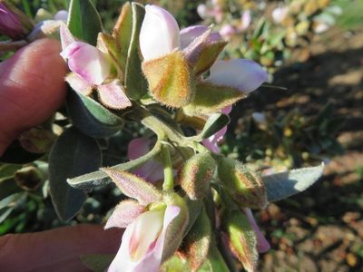 Podalyria variabilis, photographed by linkie