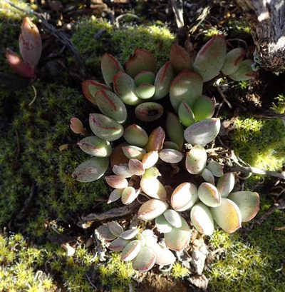Cotyledon papillaris, photographed by Nicola van Berkel