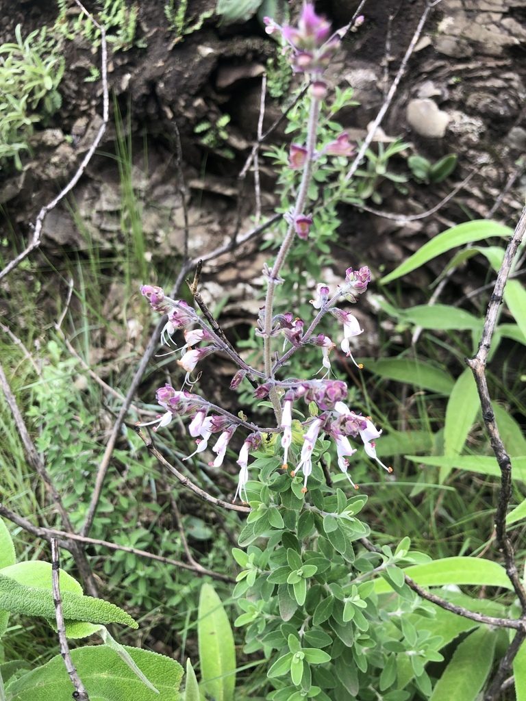 Syncolostemon cinereus, photographed by Stefano Menchetti