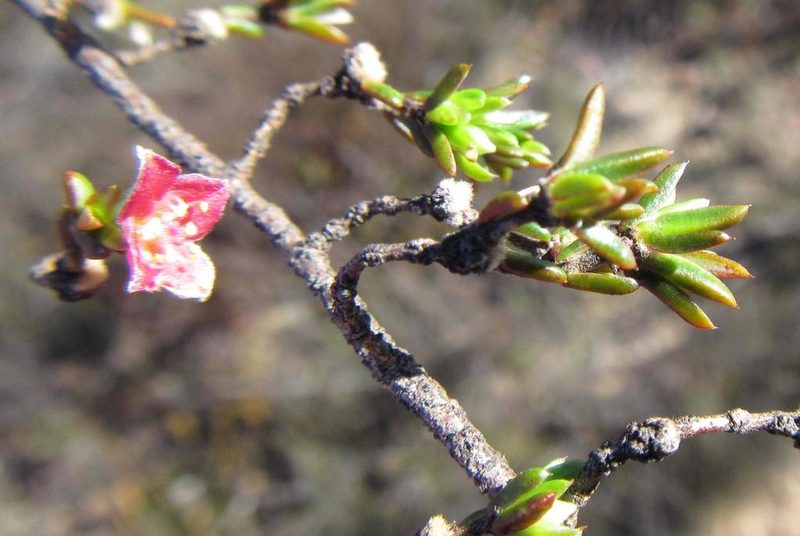 Lachnaea pudens, photographed by douglaseustonbrown