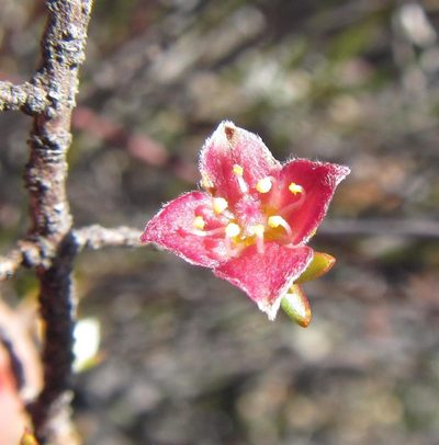 Lachnaea pudens, photographed by douglaseustonbrown