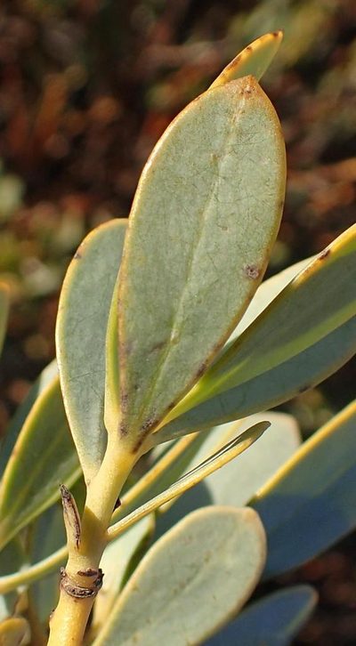 Rafnia elliptica, photographed by Nicola van Berkel
