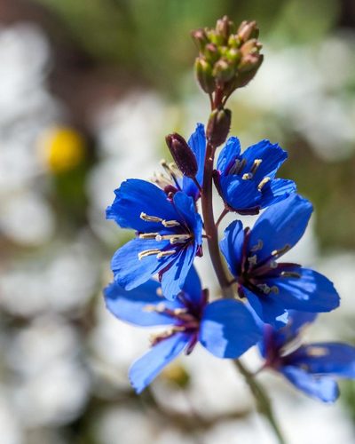 Heliophila acuminata, photographed by magriet b