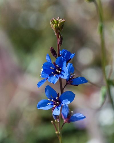 Heliophila acuminata, photographed by magriet b