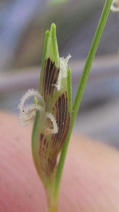 Ficinia capillifolia, photographed by douglaseustonbrown
