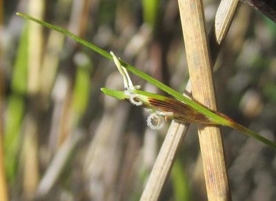 Ficinia capillifolia, photographed by douglaseustonbrown