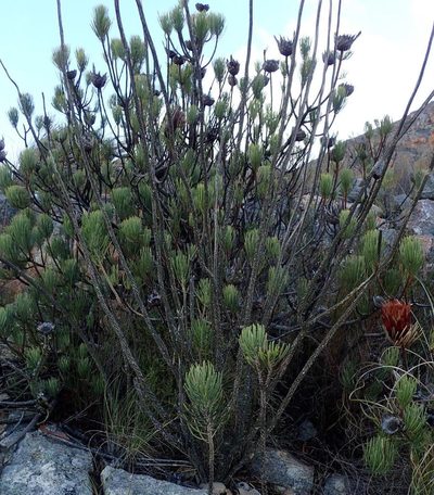 Protea aristata, photographed by Nicola van Berkel