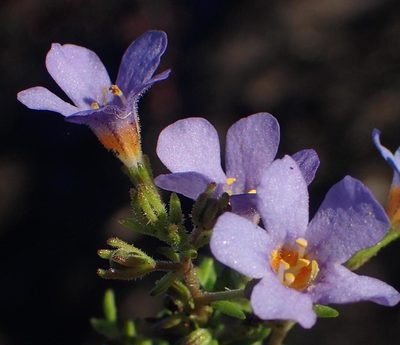 Chaenostoma polyanthum, photographed by Nicola van Berkel