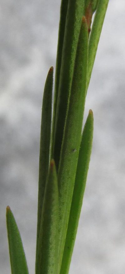 Euchaetis cristagalli, photographed by douglaseustonbrown