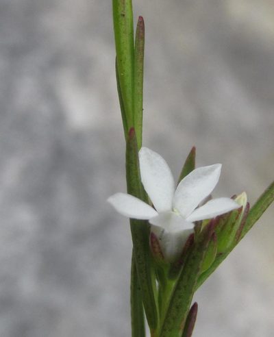 Euchaetis cristagalli, photographed by douglaseustonbrown